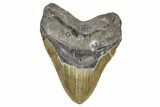 Serrated, Fossil Megalodon Tooth - North Carolina #374052-1